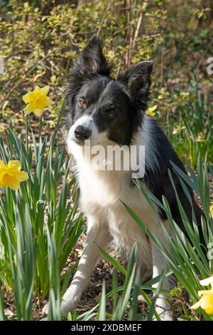 DOG. Border Collie dog sitting with daffodils, Stock Photo