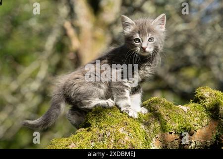 CAT. grey / silver tabby kitten, 7 weeks old, Stock Photo
