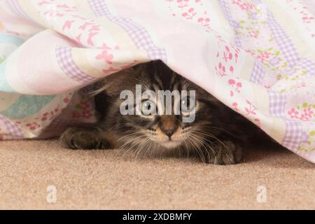 CAT.  brown tabby Kitten ( 10 weeks old ) laying Stock Photo