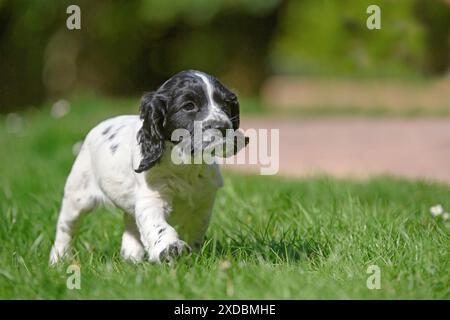 Dog. Cocker Spaniel puppy , black &amp; white (7 Stock Photo