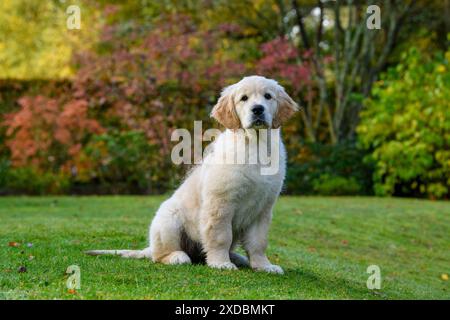 DOG. Golden Retriever puppy ( 12 weeks old ) sitting Stock Photo