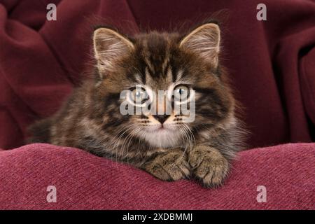 CAT.  7 weeks old tabby kitten,in fabric,, studio, Stock Photo