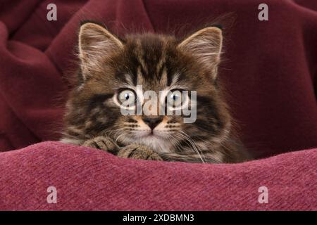 CAT.  7 weeks old tabby kitten,in fabric,, studio, Stock Photo