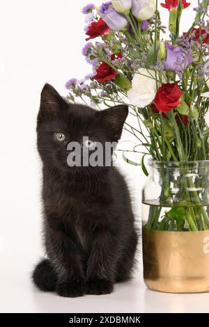 CAT.  7 weeks old black kitten, with flowers, studio, white Stock Photo