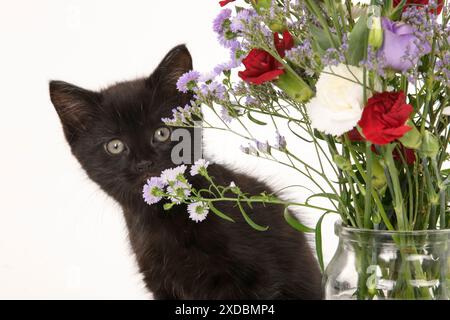 CAT.  7 weeks old black kitten, with flowers, studio, white Stock Photo