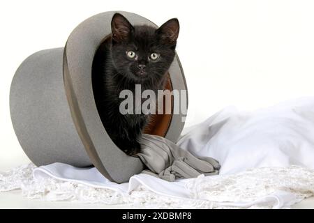 CAT.  7 weeks old ,black kitten , sitting in a wedding top h Stock Photo