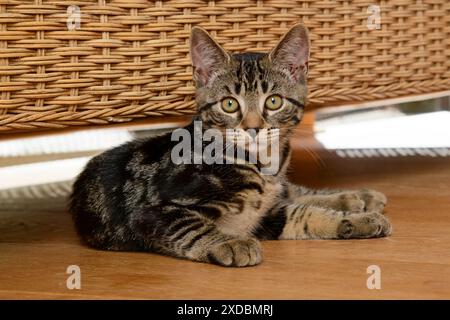 CAT. Tabby kitten,  17 weeks old, laying on the floor under Stock Photo