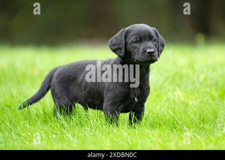 DOG. Labrador Retriever puppy, black, 7 weeks old, ,. Stock Photo