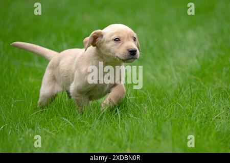 DOG. Labrador Retriever puppy, yellow, 7 weeks old, ,. Stock Photo