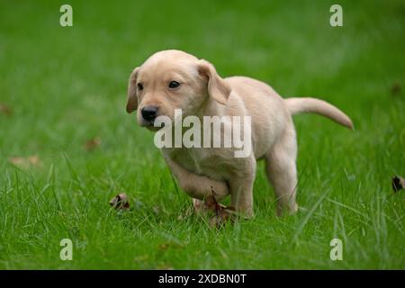 DOG. Labrador Retriever puppy, yellow, 7 weeks old, ,. Stock Photo