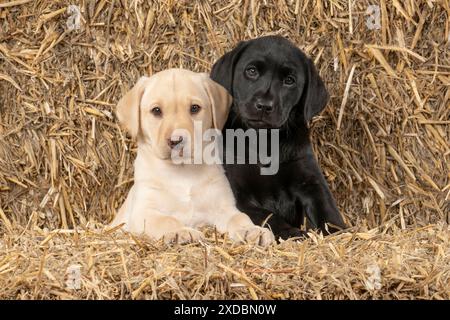 DOG. Labrador Retiever, X2, 8 weeks old puppies, ,. Stock Photo