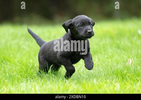 DOG. Labrador Retriever puppy, black, 7 weeks old, ,. Stock Photo