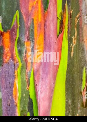 Tree bark making a olorful red, green, orange abstract background Stock Photo