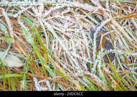 Hoar Frost Crystals on Prairie Grass in Volo Bog State Natural Area in illinois Stock Photo