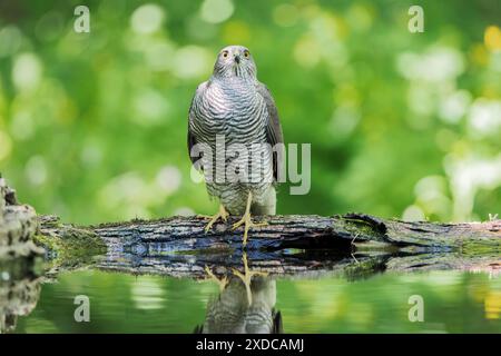 Eurasian Sparrowhawk, Accipter nisus, single adult standing on ground in forest near pool of water, Hortobagy, Hungary, 1 May 2024 Stock Photo