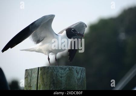 A black headed seagull standing on a piling and about to take flight at marina in Virginia Beach, Virginia, USA. Stock Photo