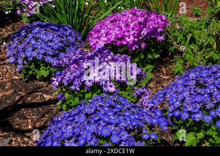 Sydney Australia, garden of flowering pericallis cruentus Stock Photo