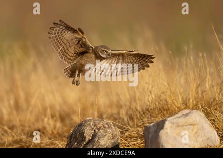 Burrowing owl flying Stock Photo