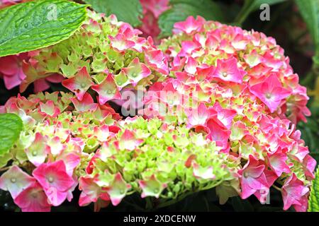 Hortensie Mit Groen Bluten