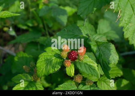 Raspberry Bush Stock Photo
