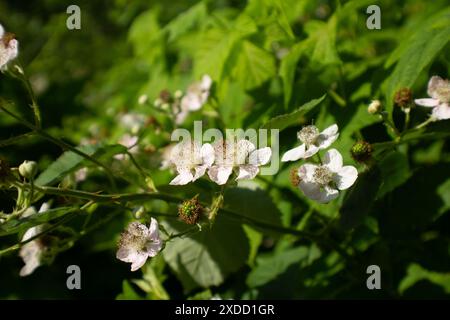 Flowering Raspberry Bush Stock Photo