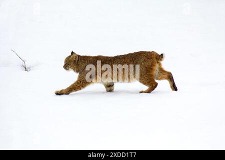 Bobcat in snow Stock Photo