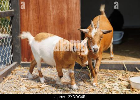 Young goat brown color portrait animal farm, Domestic goats. Stock Photo