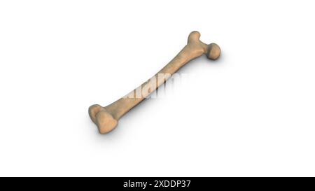 Human Femur bone isolated on white background Stock Photo