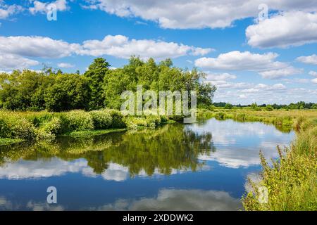 Wey Navigations, the River Wey near Pyrford and Send in Surrey, south-east England, in early summer on a sunny day with blue sky and white clouds Stock Photo