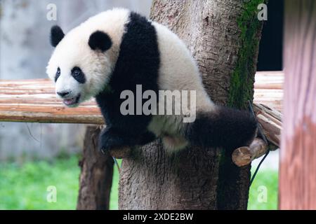CHONGQING, CHINA - JUNE 22, 2024 - Two giant pandas are playing at ...