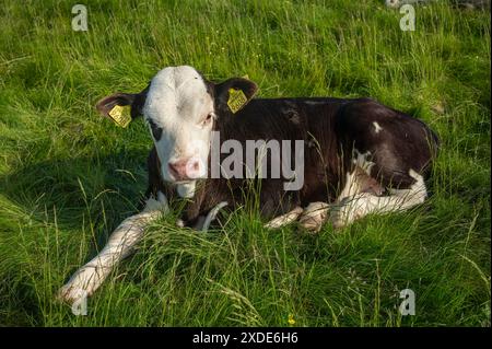 free range black calf rests in the grass Stock Photo
