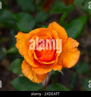 Closeup of a single flower of Rosa 'Simply the Best' in a garden in early summer Stock Photo