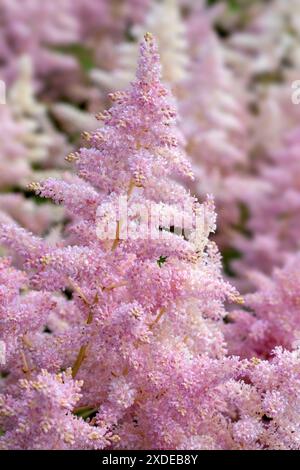 Closeup of flowers of Astilbe 'Europa'  in  a garden in early summer Stock Photo