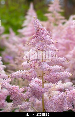 Closeup of flowers of Astilbe 'Europa'  in  a garden in early summer Stock Photo