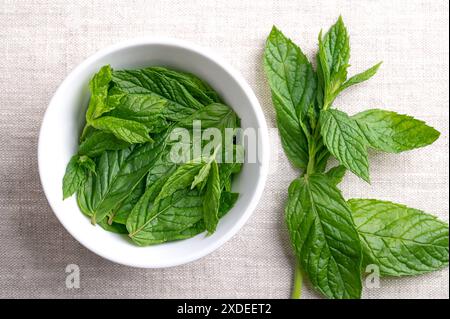 Fresh peppermint leaves in a white bowl on linen fabric. Hybrid species of mint, a cross between watermint and spearmint. Plant source of menthol. Stock Photo