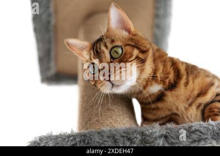 Bengal cat on a scratching post. Cat and cat furniture on a white background. Stock Photo