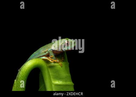 Red-eyed tree frog tadpole sitting on green leaves, Red-eyed tree frog closeup on leaves, Red-eyed tree frog (Agalychnis callidryas) looks over leaf e Stock Photo