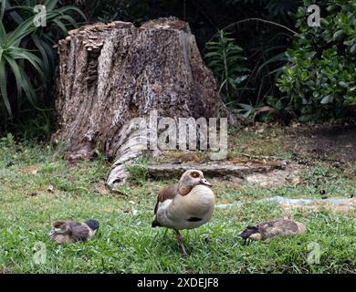 African bird, invasive animal. Three ducks, Egyptian Nile goose resting on the lawn, Alopochen aegyptiaca in natural habitat. South Africa Stock Photo