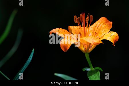 Gartenblume Feuerlilie Lilium bulbiferum Die Feuerlilie kommt in der Natur in den Voralpen, in Südtirol, aber auch bis zu den Pyrenäen vor, ganz früher war sie in Deutschland in naturbelassenen Wiesen durchaus häufig zu finden, oft auch in ihrer zweiten Unterart croceum. Die orangeroten Schalenblüten sind mit ihrer Signalfarbe sehr auffällig, daher ist es nicht verwunderlich, dass diese als Gartenpflanze sehr begehrt ist. Moers Deutschland Nordrhein-Westfalen / NRW *** Garden flower Fire lily Lilium bulbiferum The fire lily is found in the wild in the foothills of the Alps, in South Tyrol, but Stock Photo