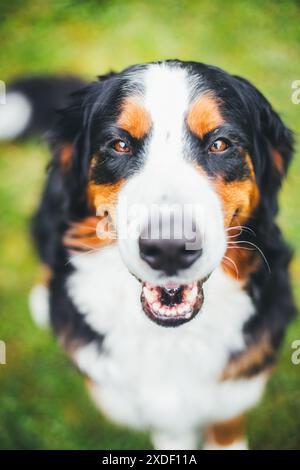 Bernese Mountain Dog Stock Photo
