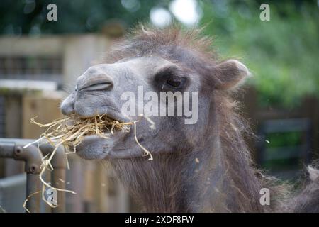 A Bactrian camel eating hay Stock Photo