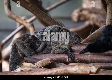 A female white-faced saki monkey with a baby sleeping on her back Stock Photo