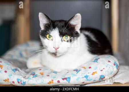 A domestic shorthaired black and white Cat, a member of the Felidae family, is peacefully sleeping on a soft white blanket, showcasing its whiskers, s Stock Photo