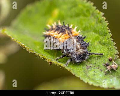 Closeup shot of ladybug larva on green leaf Stock Photo
