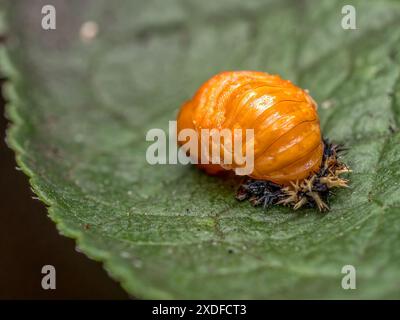 Closeup of Asian ladybird pupa on green leaf Stock Photo