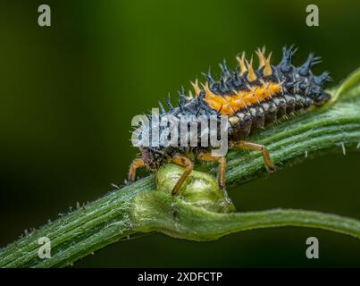 Closeup shot of ladybug larva on green leaf Stock Photo
