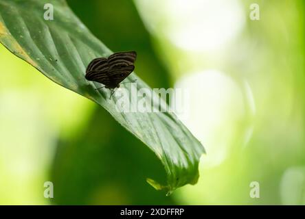 Butterfly resting on a green leaf. Puerto Misahualli, Ecuador Stock Photo