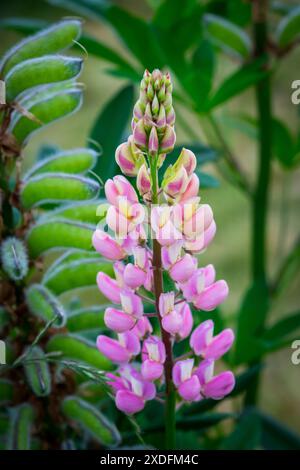 Pink Lupin (Lupinus) Stock Photo