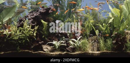 Fish in aquarium scene aquascape Stock Photo