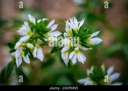 White Fan-Flower (Scaevola aemula) Stock Photo